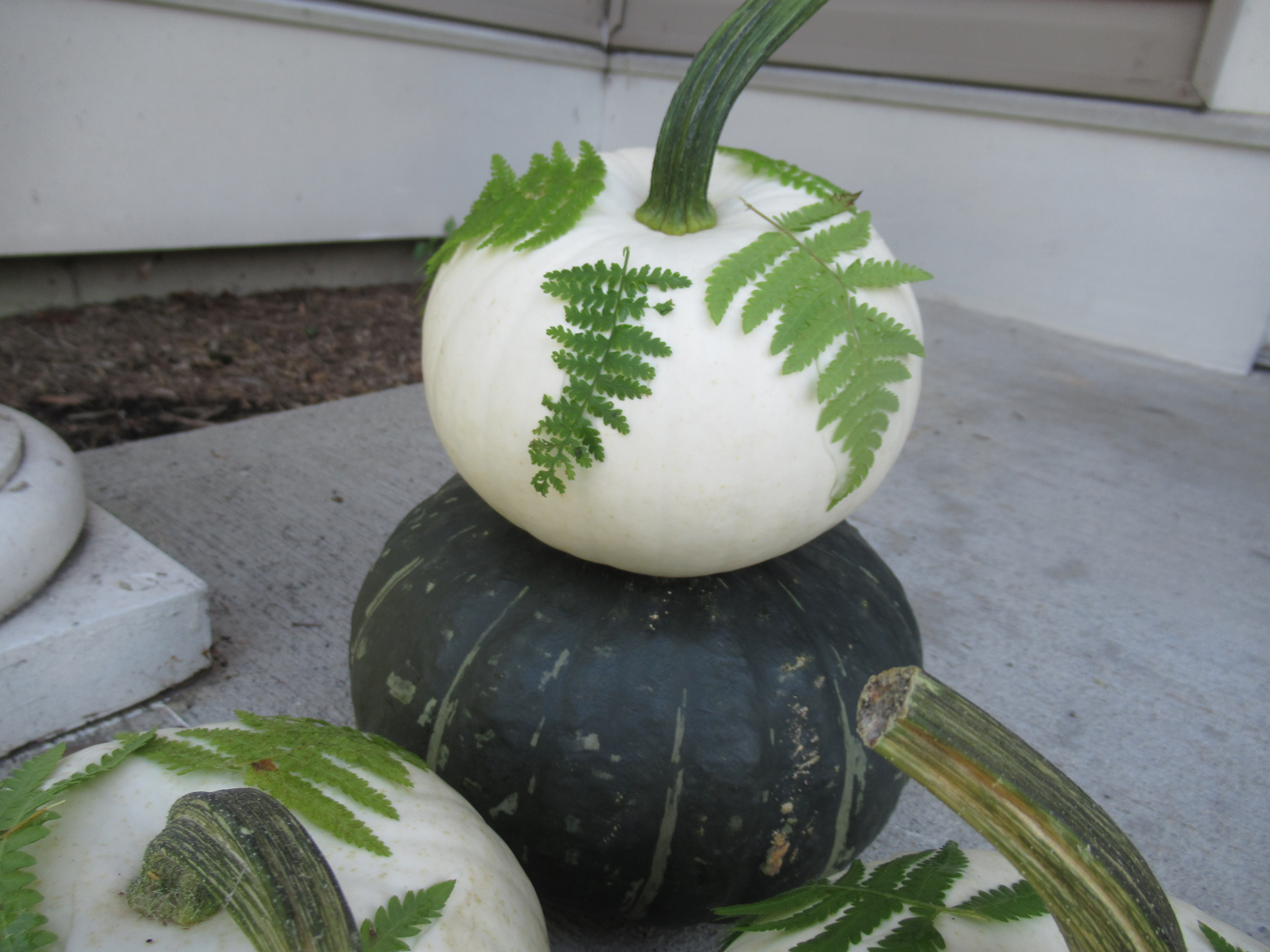 Fern Pumpkins (3)