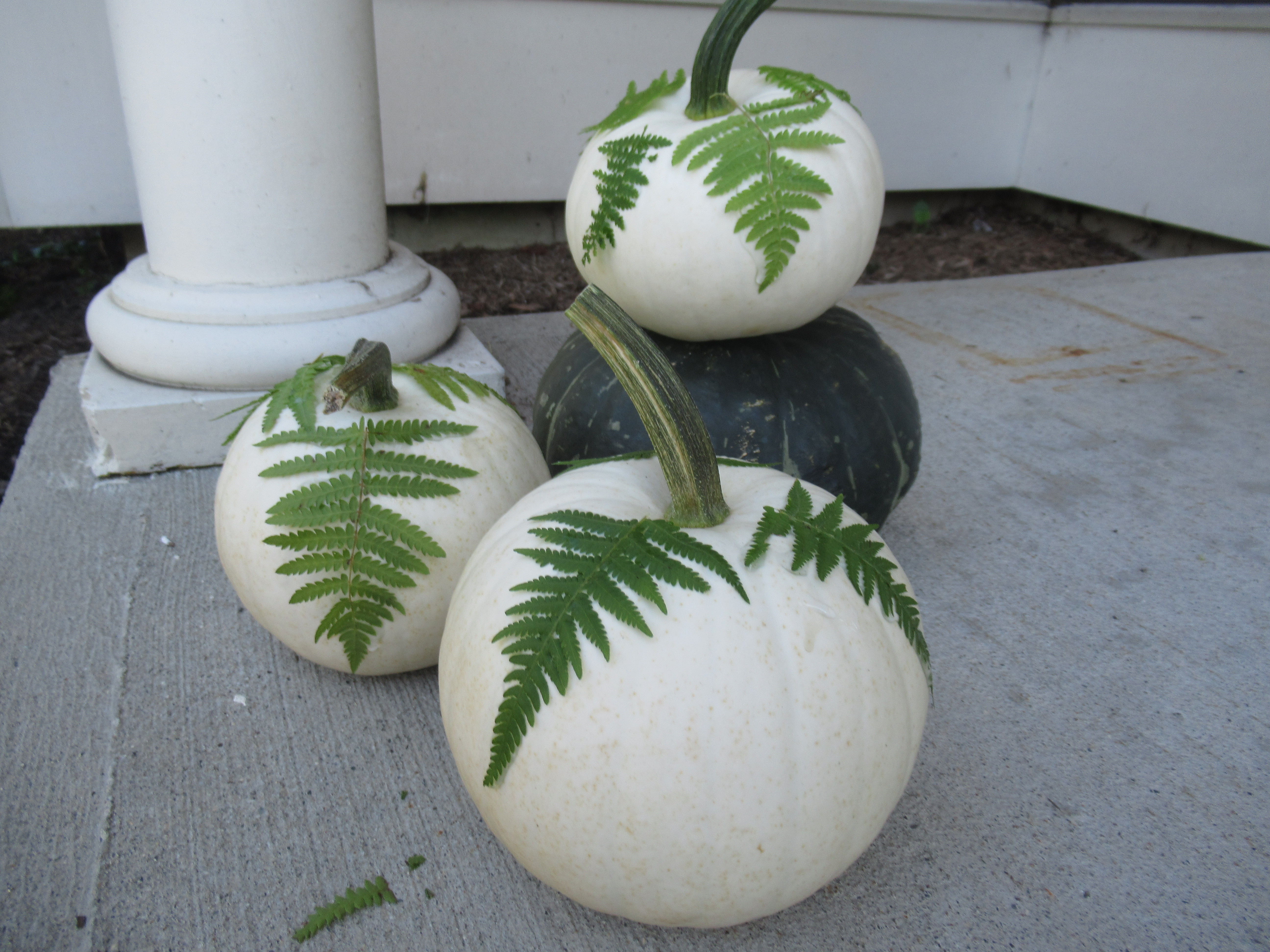 Fern Pumpkins (4)